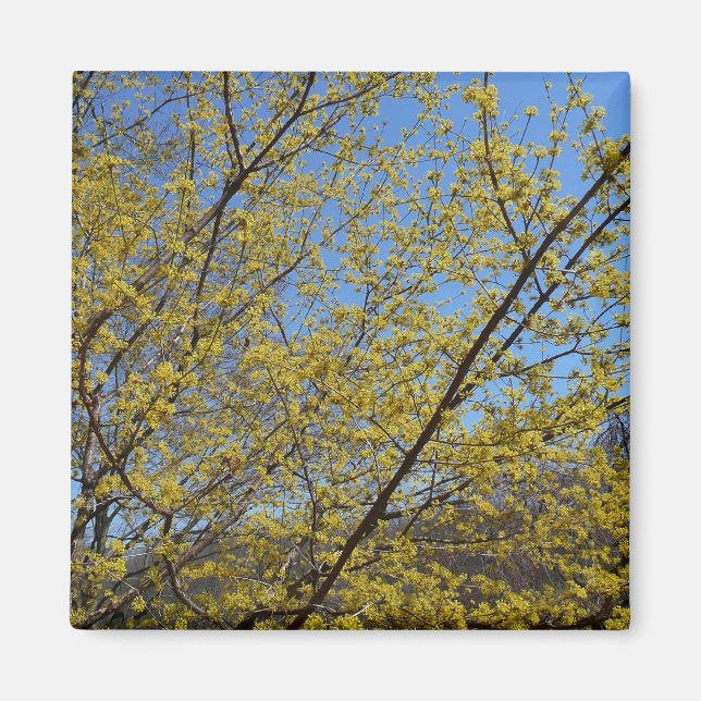 Blommigten Cornelian Cherry Dogwood och Blå himmel Magnet (Framsidan)