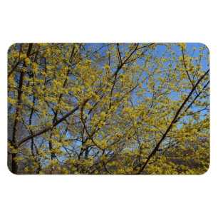 Blommigten Cornelian Cherry Dogwood och Blå himmel Magnet