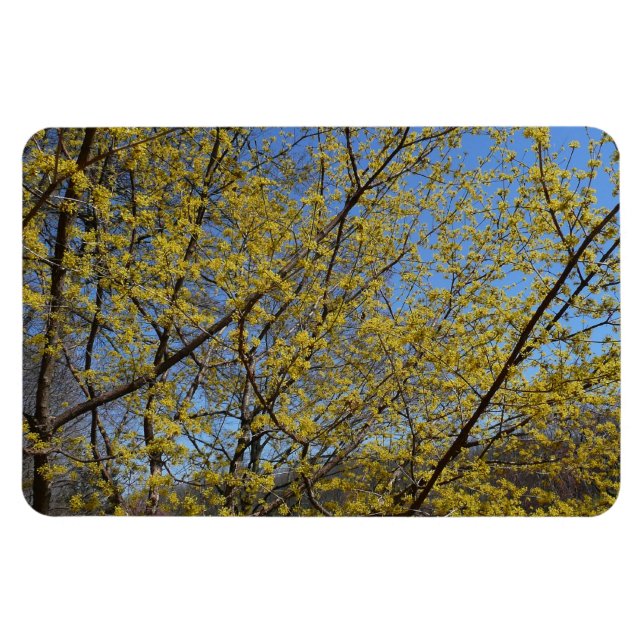Blommigten Cornelian Cherry Dogwood och Blå himmel Magnet (Horisontell)