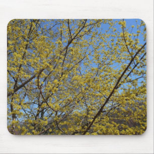Blommigten Cornelian Cherry Dogwood och Blå himmel Musmatta
