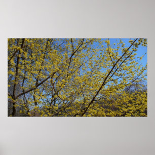 Blommigten Cornelian Cherry Dogwood och Blå himmel Poster
