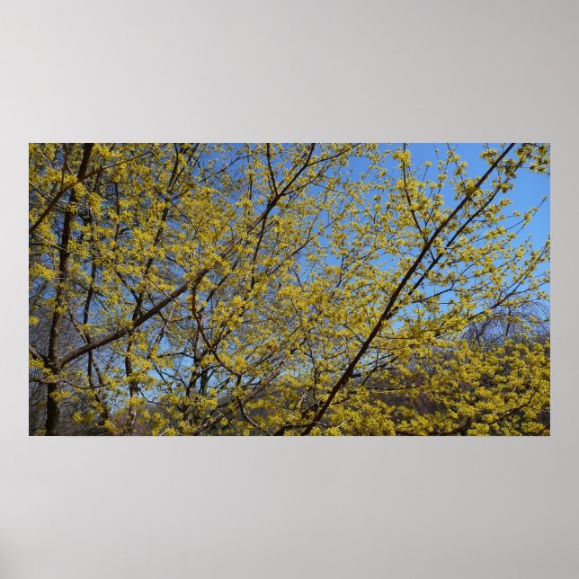 Blommigten Cornelian Cherry Dogwood och Blå himmel Poster (Framsidan)