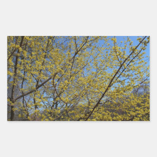 Blommigten Cornelian Cherry Dogwood och Blå himmel Rektangulärt Klistermärke