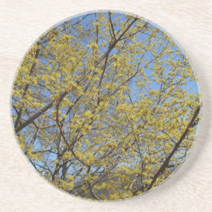 Blommigten Cornelian Cherry Dogwood och Blå himmel Underlägg Sandsten