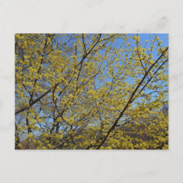 Blommigten Cornelian Cherry Dogwood och Blå himmel Vykort