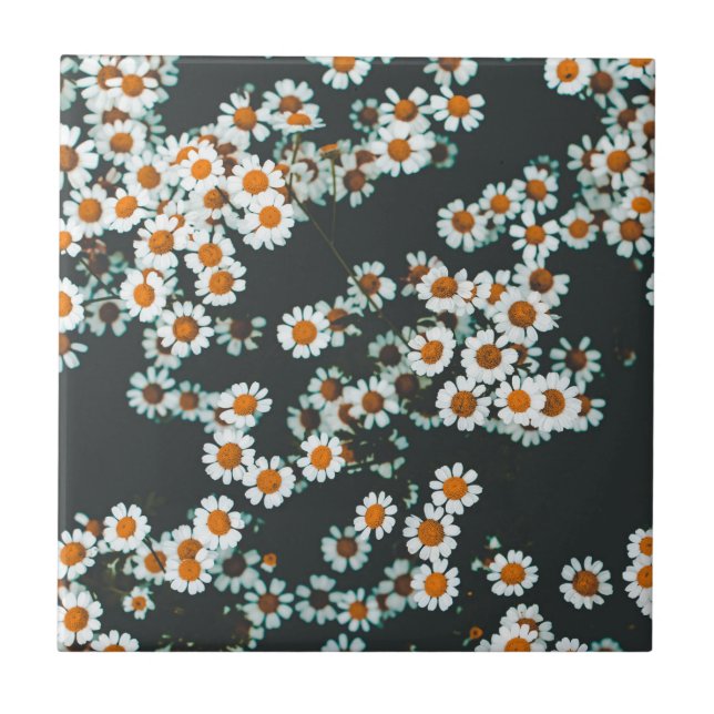 Blommigten Daisy för daisy Kakelplatta (Framsidan)