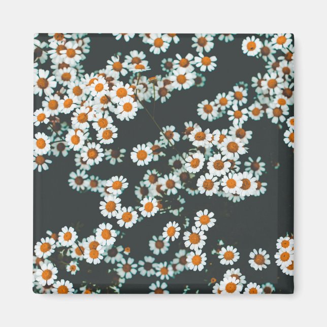 Blommigten Daisy för daisy Magnet (Framsidan)
