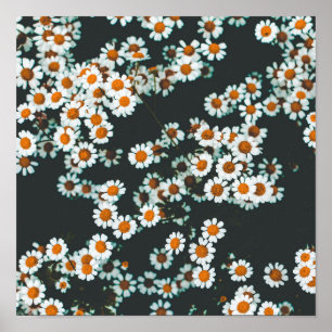 Blommigten Daisy för daisy Poster