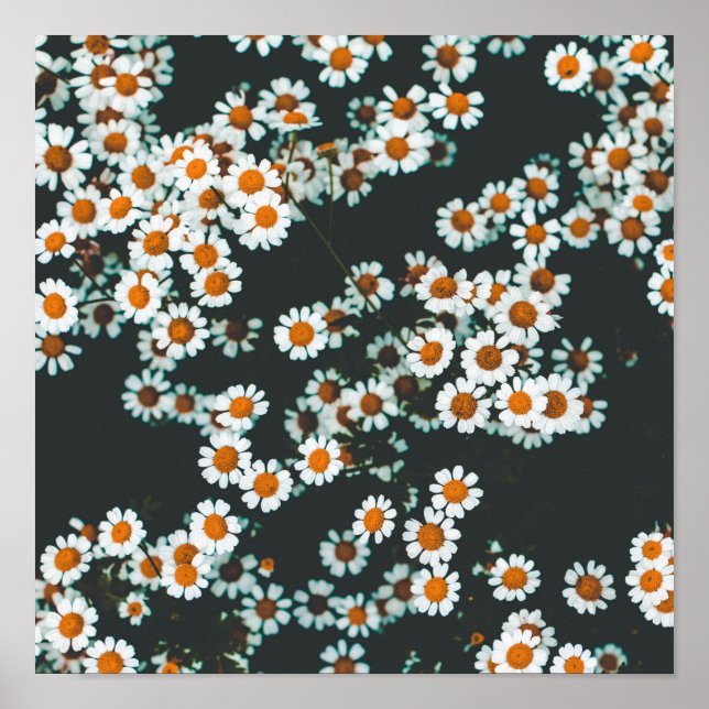 Blommigten Daisy för daisy Poster (Framsidan)