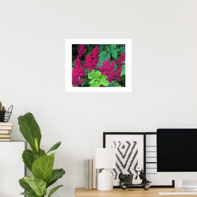 Blommigten Djup Rosa Astilbe Blooms Poster (Hemmakontoret)