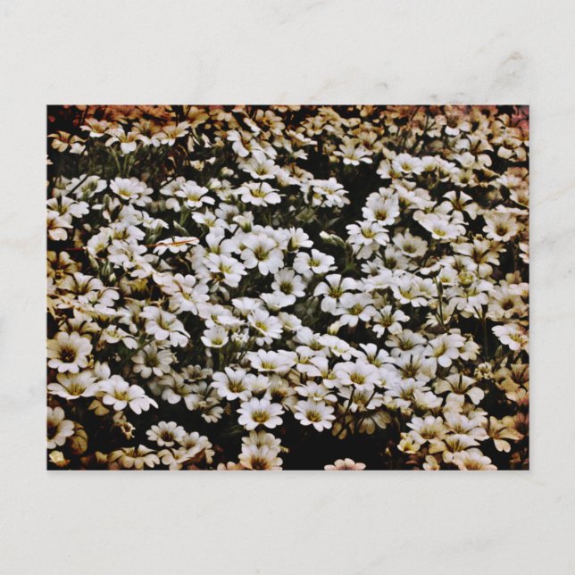 Blommigten Enhanced Dasies Vykort (Framsida)