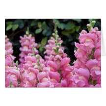 Blommigten Foto på vacker Rosa Snapdraons Photo