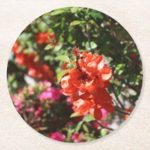 Blommigten Fotografisk Blommar Quince- med ofärgat