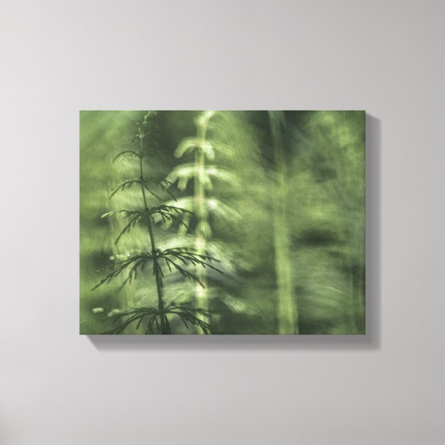 Blommigten Horsetail Photo grönt Canvastryck (Framsida)