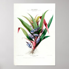 Blommigten La Corbeille De Venus Flore D Amerique Poster