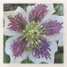 Blommigten Lenten Ro Hellebore