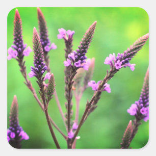 Blommigten Loely Vervain Wildblomme Fyrkantigt Klistermärke