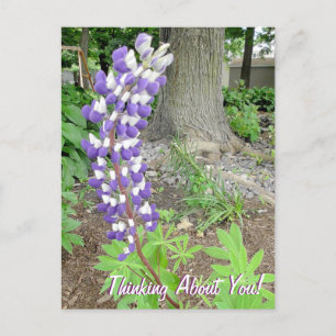 Blommigten Lupine Lila Vykort