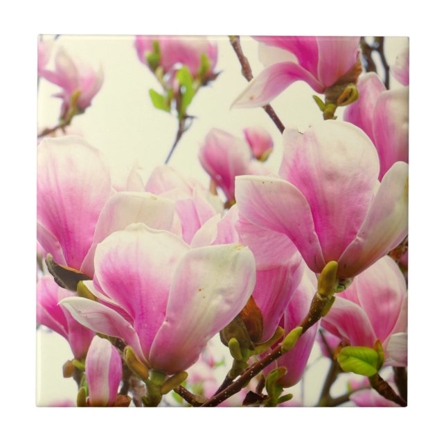 Blommigten Magnolia Flowers Botanical Blommar Kakelplatta (Framsidan)