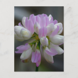 Blommigten Makro Rosa Wildblomma Vykort