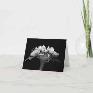 Blommigten noterar kortsilversolrosen kort