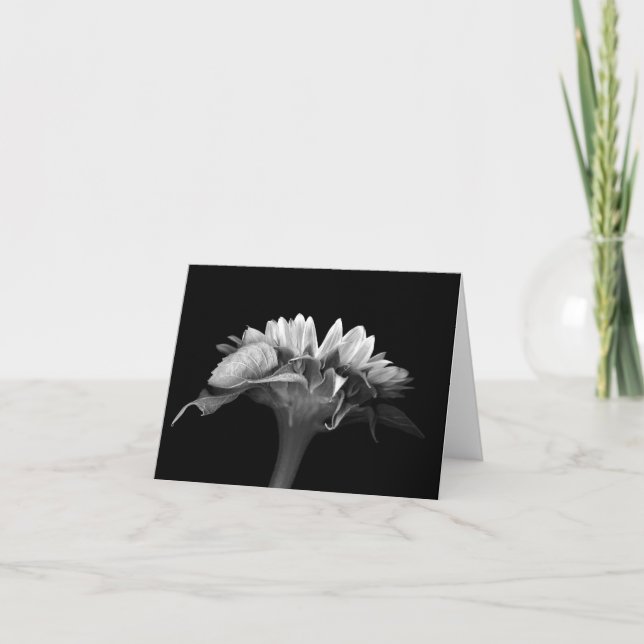 Blommigten noterar kortsilversolrosen kort (Framsida)