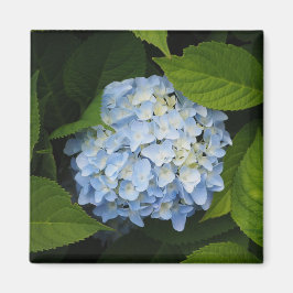 Blommigten Photo, vackert Blue Hydrangea Magnet