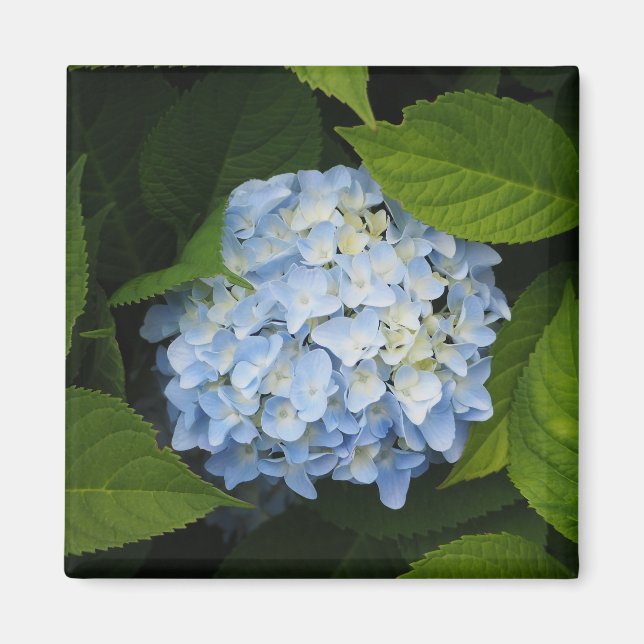 Blommigten Photo, vackert Blue Hydrangea Magnet (Framsidan)
