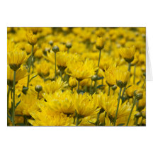 Blommigten Photo, vackert Fall Chrysanthemum