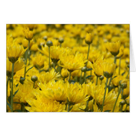 Blommigten Photo, vackert Fall Chrysanthemum Hälsningskort