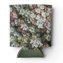 Blommigten Sedum Spathulifolium Succulents