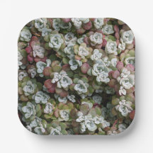 Blommigten Sedum Spathulifolium Succulents