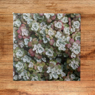 Blommigten Sedum Spathulifolium Succulents Kakelplatta