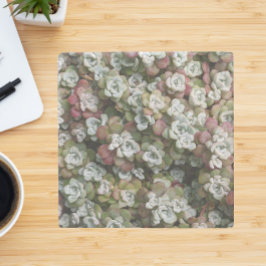 Blommigten Sedum Spathulifolium Succulents Stenunderlägg