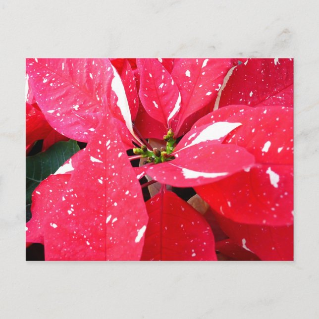 Blommigten Shimmer Star Surprise Poinsettia Helgda Helg Vykort (Framsida)