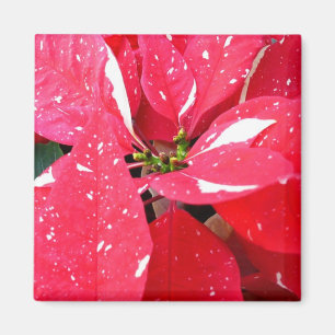 Blommigten Shimmer Star Surprise Poinsettia Helgda Magnet