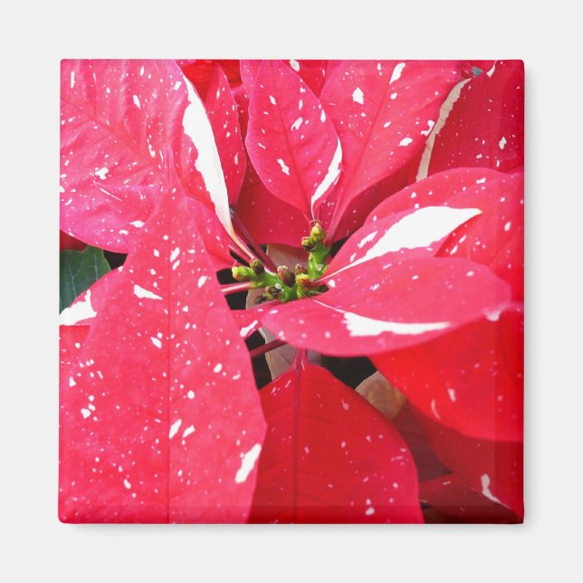 Blommigten Shimmer Star Surprise Poinsettia Helgda Magnet (Framsidan)