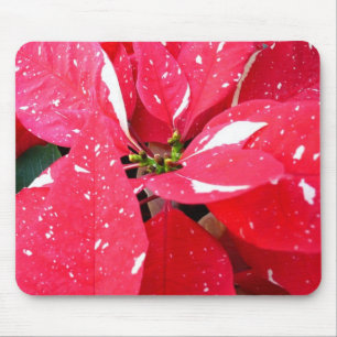 Blommigten Shimmer Star Surprise Poinsettia Helgda Musmatta
