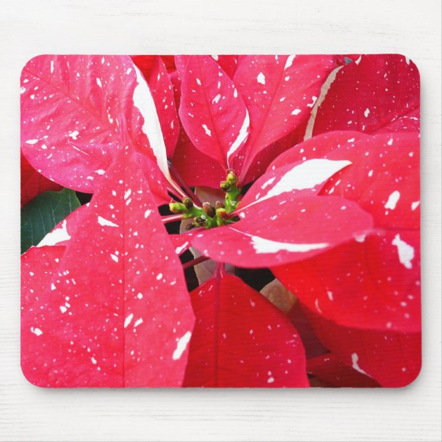 Blommigten Shimmer Star Surprise Poinsettia Helgda Musmatta (Framsidan)