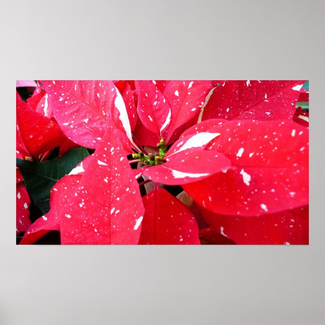 Blommigten Shimmer Star Surprise Poinsettia Helgda Poster (Framsidan)