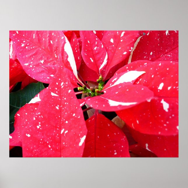 Blommigten Shimmer Star Surprise Poinsettia Helgda Poster (Framsidan)