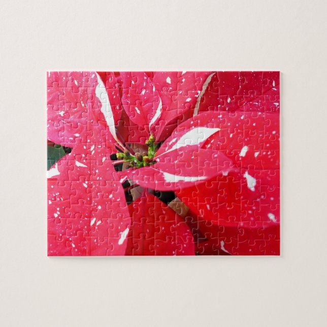Blommigten Shimmer Star Surprise Poinsettia Helgda Pussel (Horisontell)