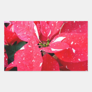 Blommigten Shimmer Star Surprise Poinsettia Helgda Rektangulärt Klistermärke