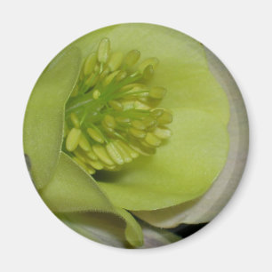 Blommigten specificerar magnet
