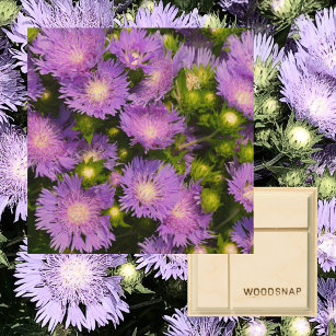 Blommigten Stokesia Aster Wildblommor Photographic Trätavla