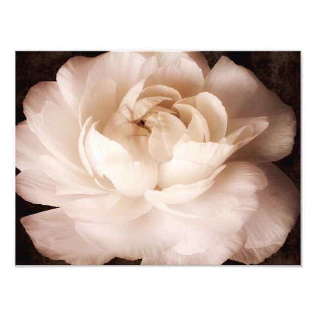 Blommigten Svart och vit Ranunculus Flower Sepia Fototryck (Framsidan)