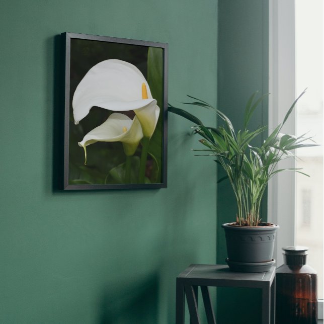 Blommigten Two White Calla Lilies Fototryck (In Situ Framed)
