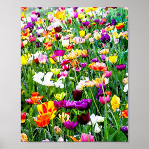 Blommigten Vacker färgglad Tulips Artsy Poster