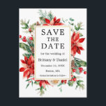 Blommigten Vattenfärg - Insettia - Spara datum Vykort<br><div class="desc">Elegant Watercolor Poinsettia Blommigt Greenery Save Date Bröllop annons Postcard omfattar röd poinsettias,  eukalyptus löv,  gräs cones,  gräs nål,  bomull,  hollybär och andra vackra botaniska grejer på vintern. Guld Ram.</div>