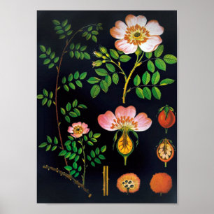 Blommigten vintage Poster